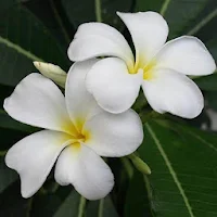 Plumeria Wallpaper