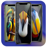 Toucan Wallpaper 4K
