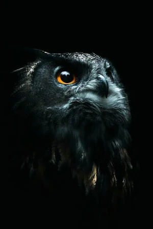 Black Video Wallpapers Screenshot 0