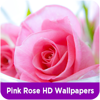 Pink Rose HD Wallpapers