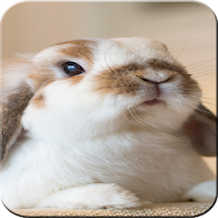 Rabbit wallpaper 4k - Bunny Wallpapers