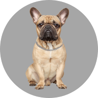 Dog Images - Dog Wallpapers