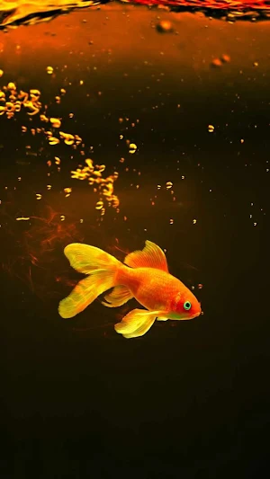 Goldfish Wallpapers Screenshot 1