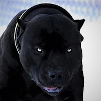 Pitbull Wallpaper HD