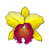 Campo das Orquídeas