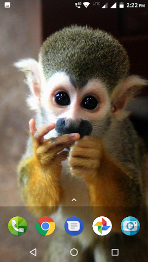 Monkey Wallpaper Screenshot 1