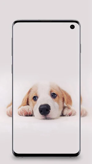 Puppy Wallpapers Screenshot 2