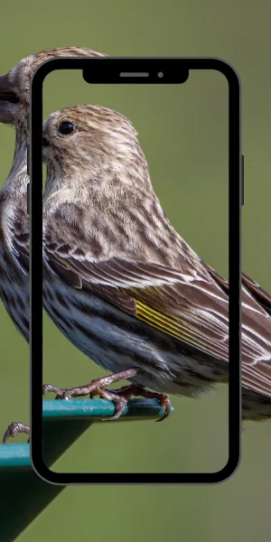 Bird Cute Wallpaper Screenshot 1
