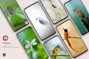 WildPapers - Wildlife Photos Screenshot 0