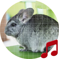 Chinchilla sounds ~ Sboard.pro