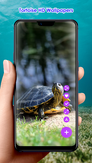 Tortoise HD Wallpapers Screenshot 0