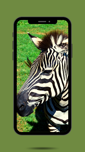 Zebra Ringtone Screenshot 1