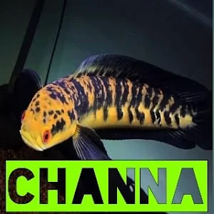 Channa Fish Live Wallpaper HD Screenshot 1