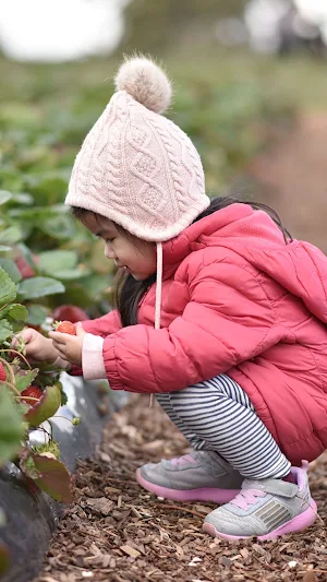 Fruit Picking Wallpaper Screenshot 3