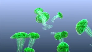 Jellyfish Chrysaora Screenshot 3