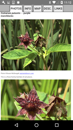 Minnesota Wildflower Search Screenshot 3