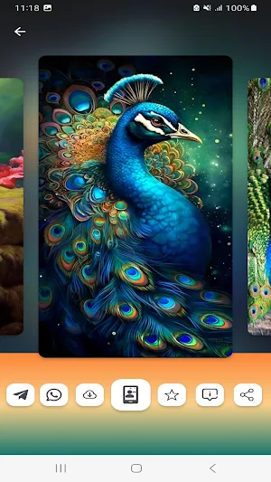 Peacock Wallpapers HD Screenshot 2