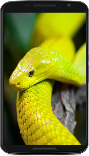 snake wallpaper Screenshot 1