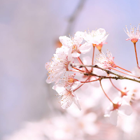 Japan Wallpapers 4K