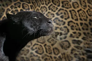 Animal print wallpapers Screenshot 3