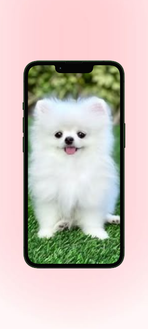 Anjing WalL Screenshot 1