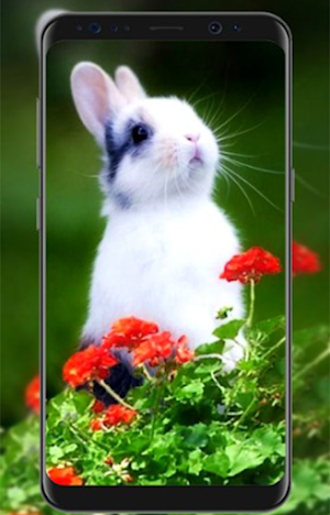 Wallpaper Animal Cute HD Screenshot 2