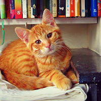 Orange Kitten HD Themes Wallpa