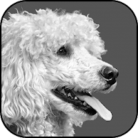 Poodle wallpapers