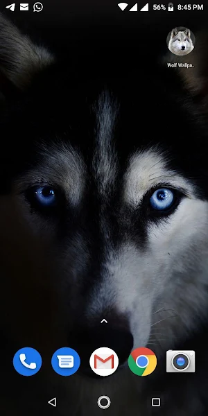 Free Wolf Wallpapers HD Screenshot 3