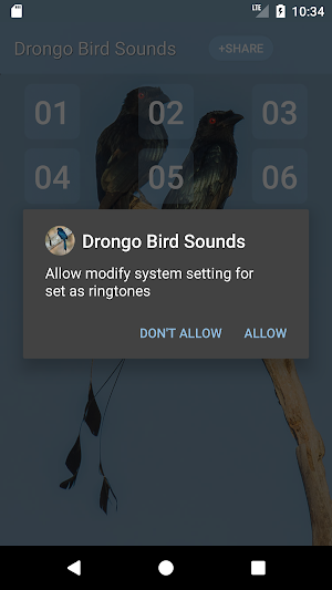 Drongo Bird Sounds Screenshot 2