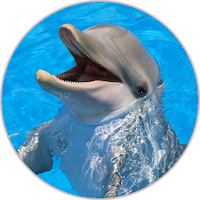 Dolphin (Animal) Sounds