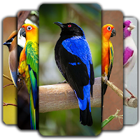 Birds Wallpaper 🕊️ 🦜🐦