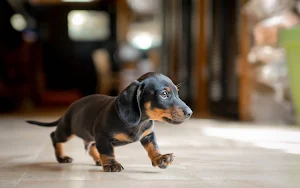 Dachshund Dog Wallpapers Screenshot 2