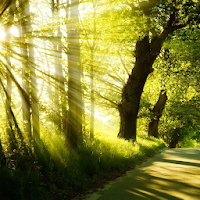 Beautiful Nature Sounds