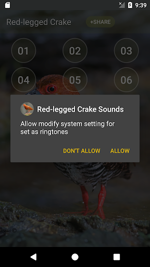 Red-legged crake bird sounds Screenshot 2