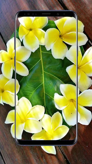 Plumeria Flower Wallpapers Screenshot 0