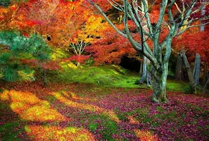 Trees Wallpapers Background Screenshot 1