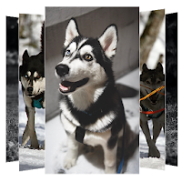 Siberian Husky Wallpapers and Backgrounds