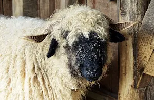 Sheep wallpapers Screenshot 2