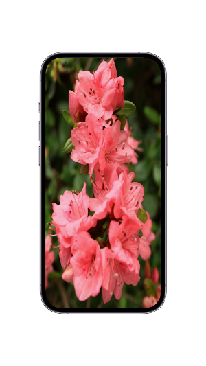 WildFlower Seeds : Wildflower Screenshot 0