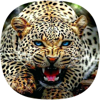Cheetah Sounds