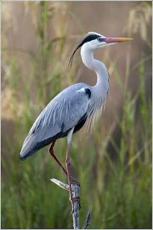 Blue Heron Sound Screenshot 2