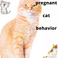 pregnant cat behavior