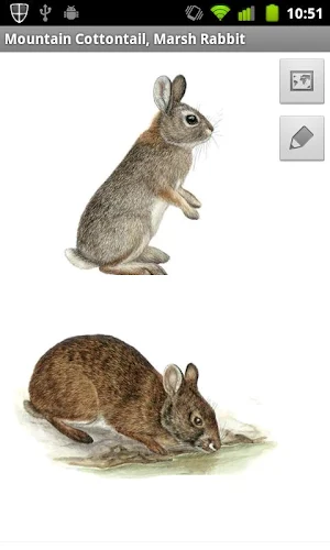 Mammals of North America Screenshot 3