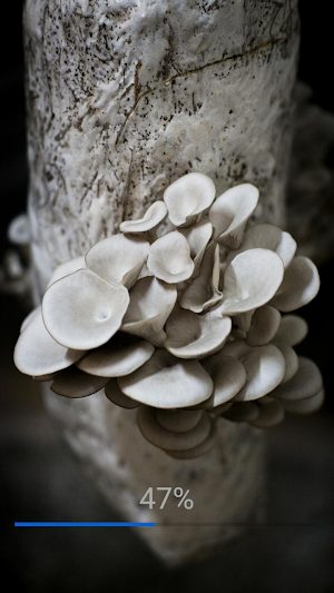 Mushroom Identification Screenshot 0