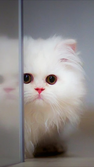 Cute Cat Video Wallpapers Screenshot 2