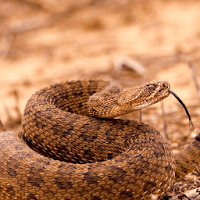 Rattlesnake Sounds