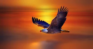 Eagle Wallpapers Screenshot 1