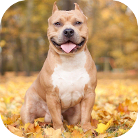 Pitbull Dog Wallpaper 4K