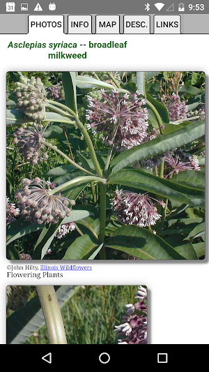 Manitoba Wildflowers Screenshot 3